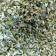 Oregano, Mexican